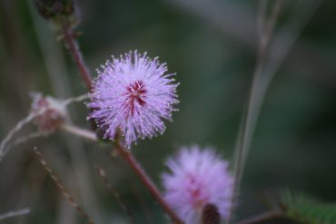 IMG_5938